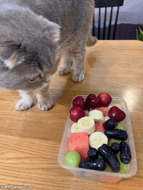 小猫咪看着一盆水果gif动态图片爆笑gif搞笑图片