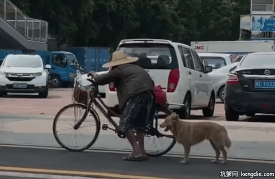 马路上推自行车老人与金毛狗gif动态图片爆笑gif搞笑图片