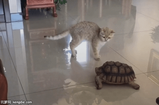 小猫与乌龟斗架搞笑gif动态图片爆笑gif搞笑图片