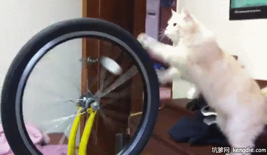 可爱的波斯猫玩车轱辘gif动态图片爆笑gif搞笑图片