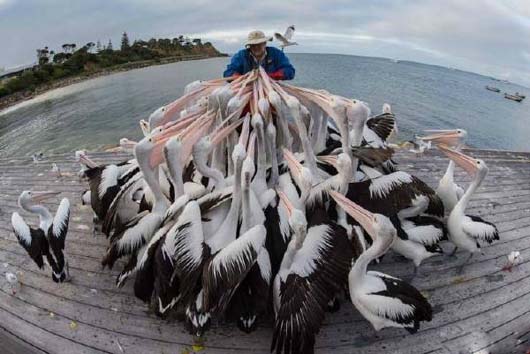 快给我们吃的，要不然把你吃掉爆笑gif搞笑图片