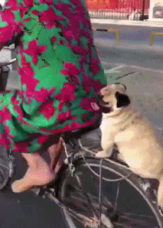 狗子它坐的好稳啊！爆笑gif搞笑图片