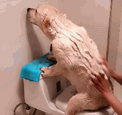 这搓澡师傅手法给力 舒服的狗狗爆笑gif搞笑图片