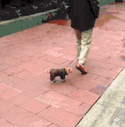 没细看以为大爷牵了个玩具爆笑gif搞笑图片