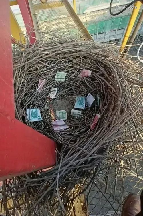 鸟窝里全是钱,这都是哪来的爆笑gif搞笑图片