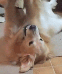 新买的女朋友到啦爆笑gif搞笑图片