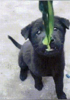 狗：鸡你一颗青菜还从我嘴里抢爆笑gif搞笑图片