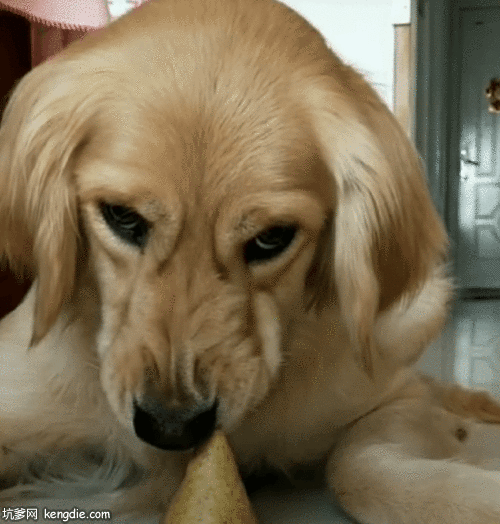 金毛狗超级生气表情gif动态图片爆笑gif搞笑图片