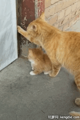 小猫咪开门被撞倒搞笑gif动态图片爆笑gif搞笑图片
