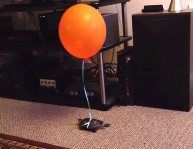 再也不用担心家里养的乌龟找不到了爆笑gif搞笑图片