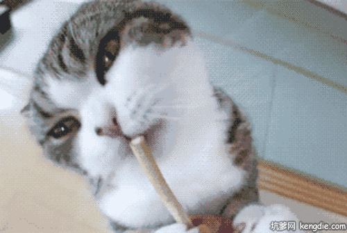 曼切堪猫疯狂的舔木棍gif动态图片爆笑gif搞笑图片