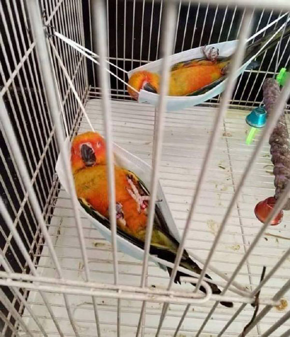 鹦鹉也懂得了享受生活爆笑gif搞笑图片