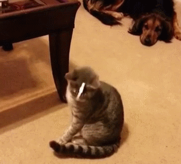 谁？！谁给装了根天线~爆笑gif动图爆笑gif搞笑图片