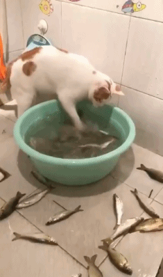 阿喵：相信我，我就玩弄一下它们，不吃爆笑gif动图爆笑gif搞笑图片