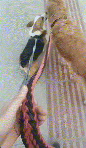 较强的自我管理意识 爆笑gif动图爆笑gif搞笑图片