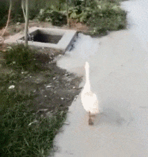 哎鸭！爆笑gif动图爆笑gif搞笑图片