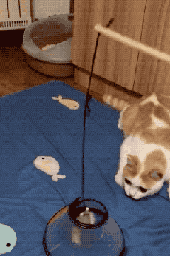 上当了吧爆笑gif动图爆笑gif搞笑图片