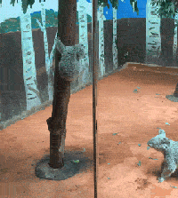 这种生物怎么在澳大利亚生存下来的。爆笑gif动图爆笑gif搞笑图片