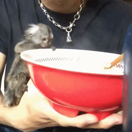 不要猴急！爆笑gif动图爆笑gif搞笑图片