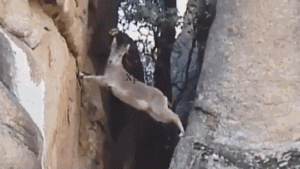 都以为它已经走投无路，没想到还有这么牛逼的操作爆笑gif动图爆笑gif搞笑图片