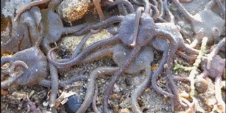 派大星减肥以后爆笑gif动图爆笑gif搞笑图片