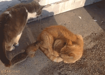 动物间的友谊爆笑gif动图爆笑gif搞笑图片