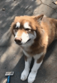 刚才有人欺负你了吗爆笑gif动图爆笑gif搞笑图片