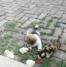 还以为是球的。。爆笑gif动图爆笑gif搞笑图片