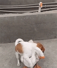 你果然外面有狗了爆笑gif动图爆笑gif搞笑图片