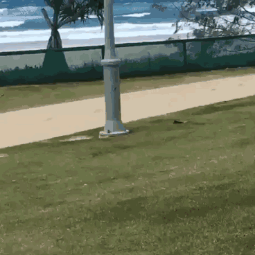 是自由的感觉！爆笑gif动图爆笑gif搞笑图片