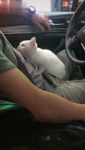 谁能受得了这个眼神！爆笑gif动图爆笑gif搞笑图片