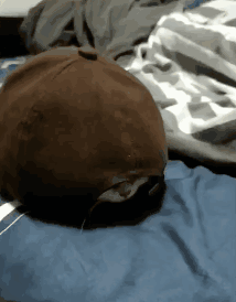 猫头王八爆笑gif动图爆笑gif搞笑图片