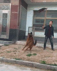 被狗诈了爆笑gif动图爆笑gif搞笑图片