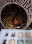 鸡蛋竟然还能这么偷？爆笑gif动图爆笑gif搞笑图片