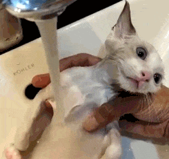 S娘就算你得到我的身也得不到我的心爆笑gif动图爆笑gif搞笑图片