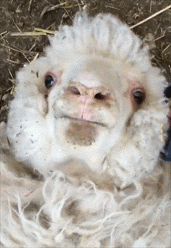 摄影师你想干嘛。。爆笑gif动图爆笑gif搞笑图片