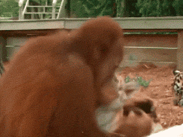 世界上第一个猫奴的珍贵录像爆笑gif动图爆笑gif搞笑图片