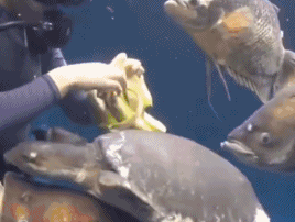 水底投食爆笑gif动图爆笑gif搞笑图片