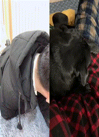 哥们，你确定你是人类么爆笑gif搞笑图片