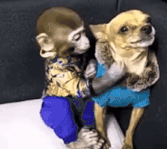 警告你别做舔狗爆笑gif搞笑图片