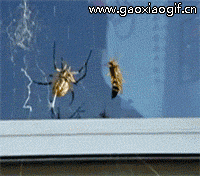 腿多的动物就是了不起呀爆笑gif搞笑图片