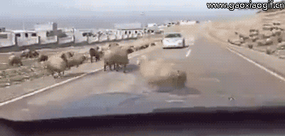 羊也太屌了，车都被撞废了爆笑gif搞笑图片