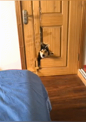 自从养狗子以后....爆笑gif搞笑图片