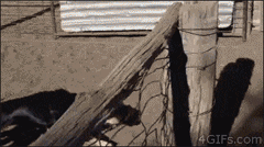 开饭啦爆笑gif搞笑图片