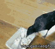 乌鸦；给你看看，狗子来喂你吃爆笑gif搞笑图片