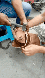 狗子自己设计的狗圈爆笑gif搞笑图片