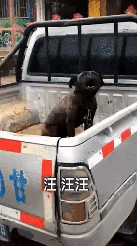 狗子；要不是老子被拴着你今天就完了-爆笑图片爆笑gif搞笑图片