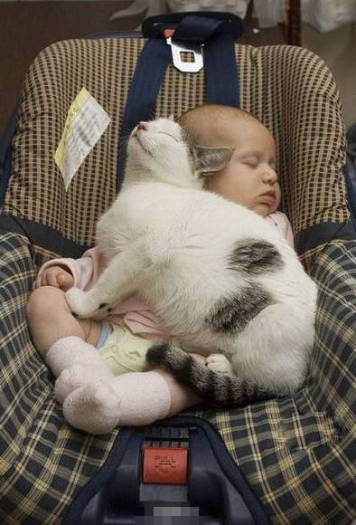 我爱我的小主人之猫咪搞怪自拍爆笑gif搞笑图片