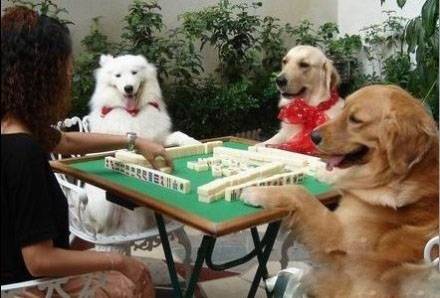 【牌瘾犯了】狗狗卖萌动物搞怪图片爆笑gif搞笑图片