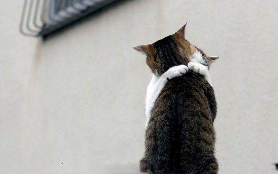 猫咪搞怪图片 真的喜欢你爆笑gif搞笑图片